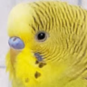 Meet your Posher, Isabella